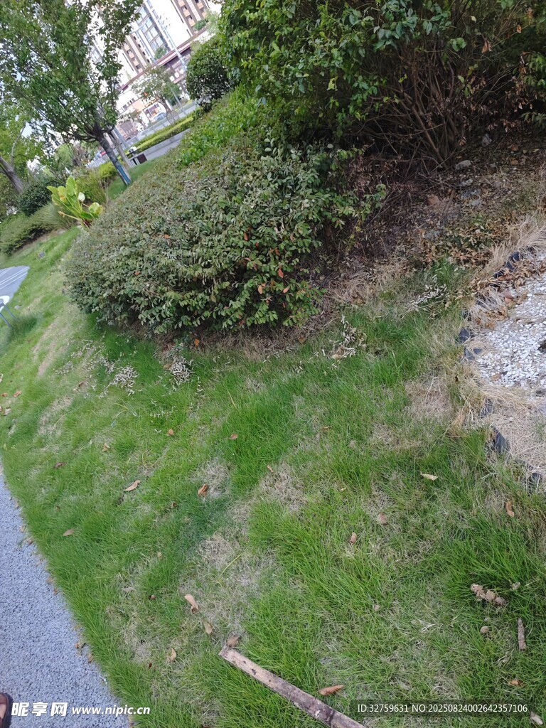 路边绿植与草地景象