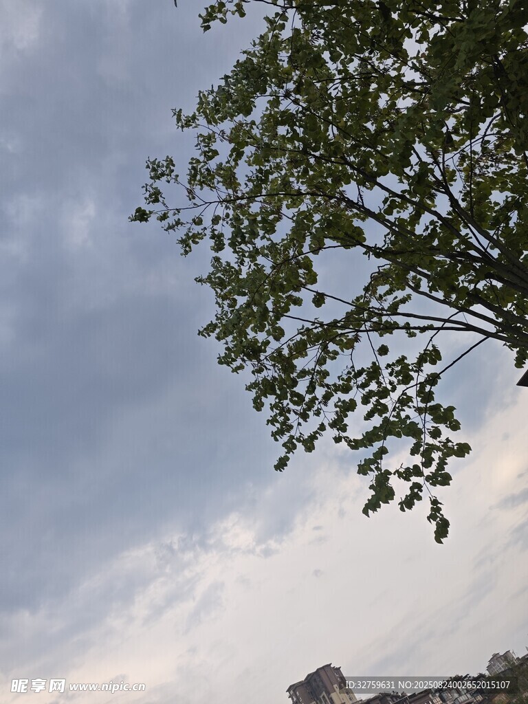 树梢上的天空与古建筑