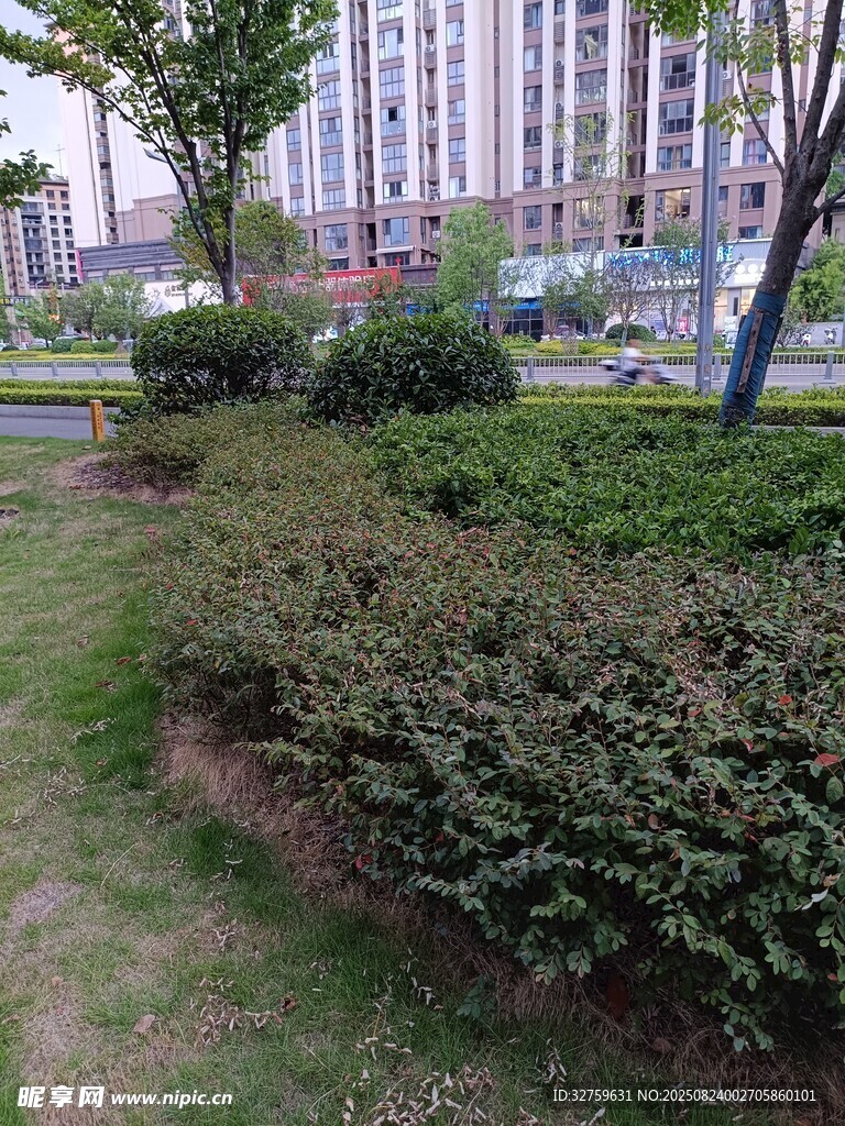城市绿化带景观