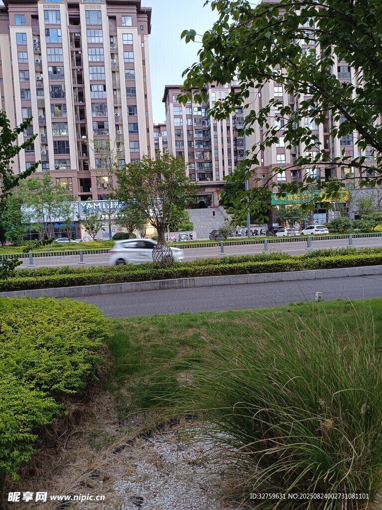 城市街道旁的绿植景观