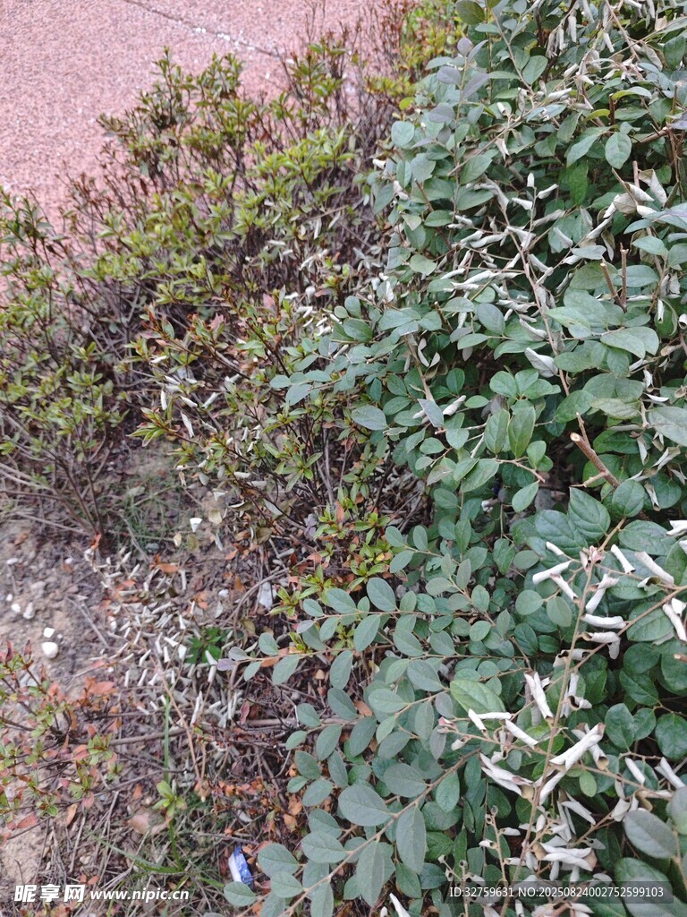 绿叶繁茂的植物景观