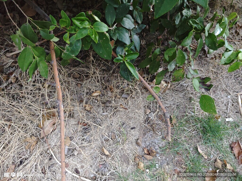 地面绿植藤蔓景象
