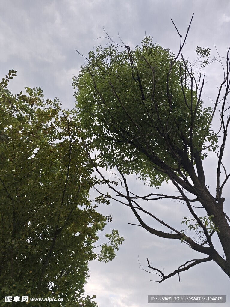 枯树与绿树对比景象