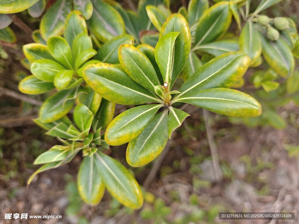 绿叶植物特写