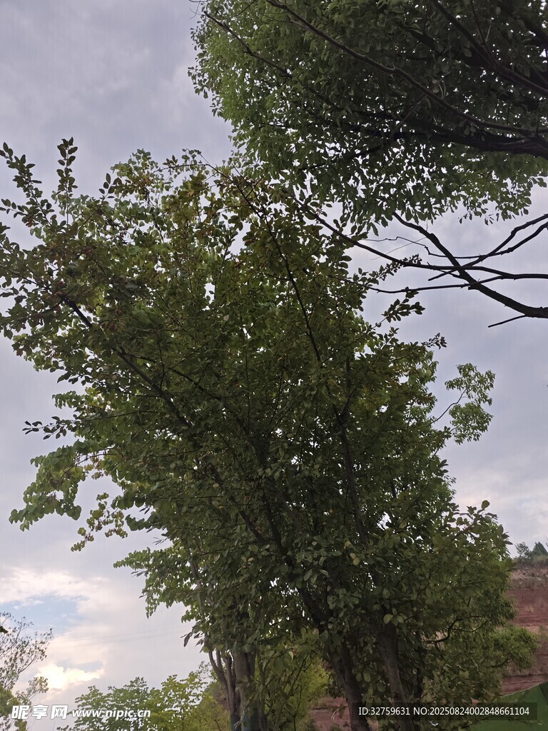 户外绿树与天空景致