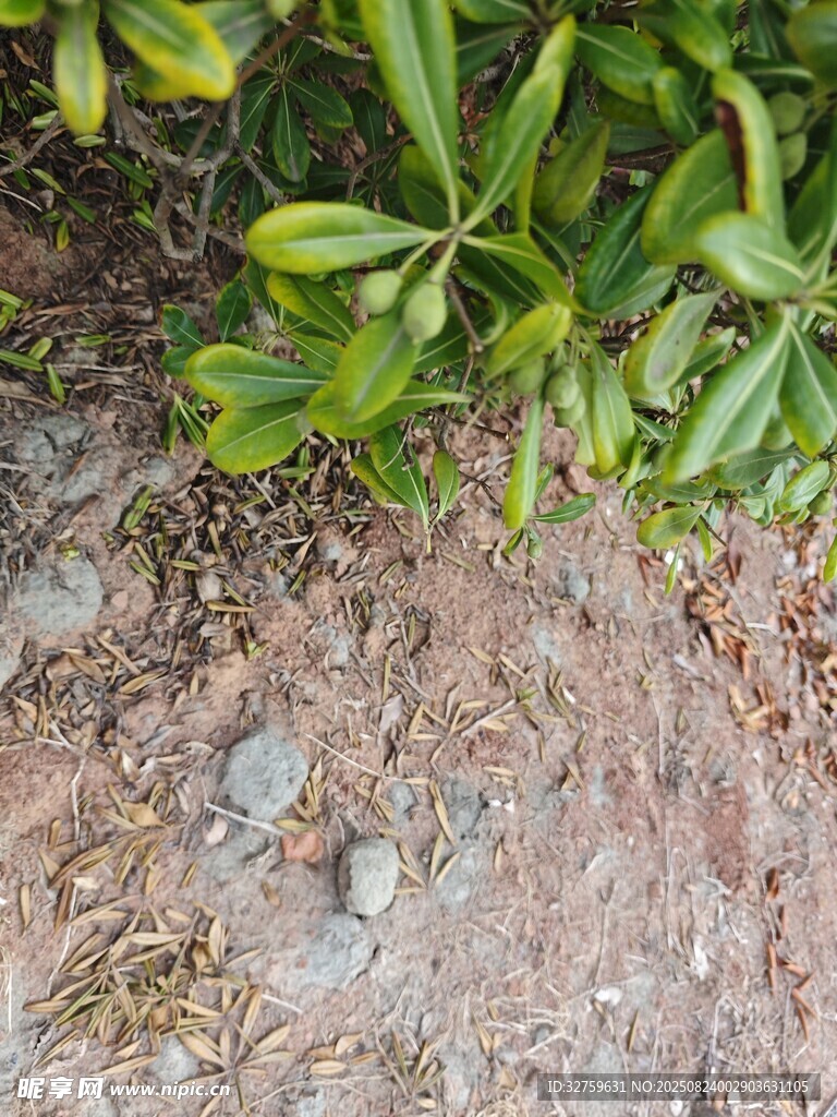 地面绿植与散落石子景象