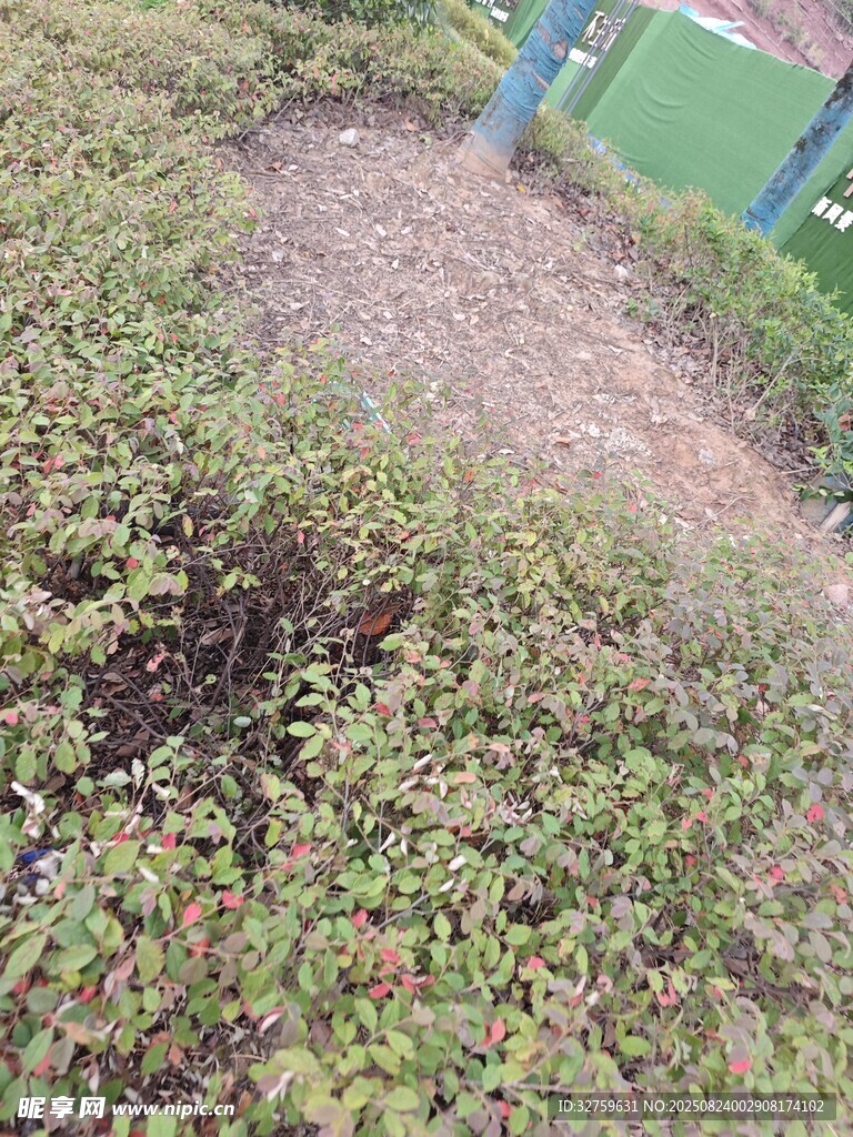 地面绿植景观