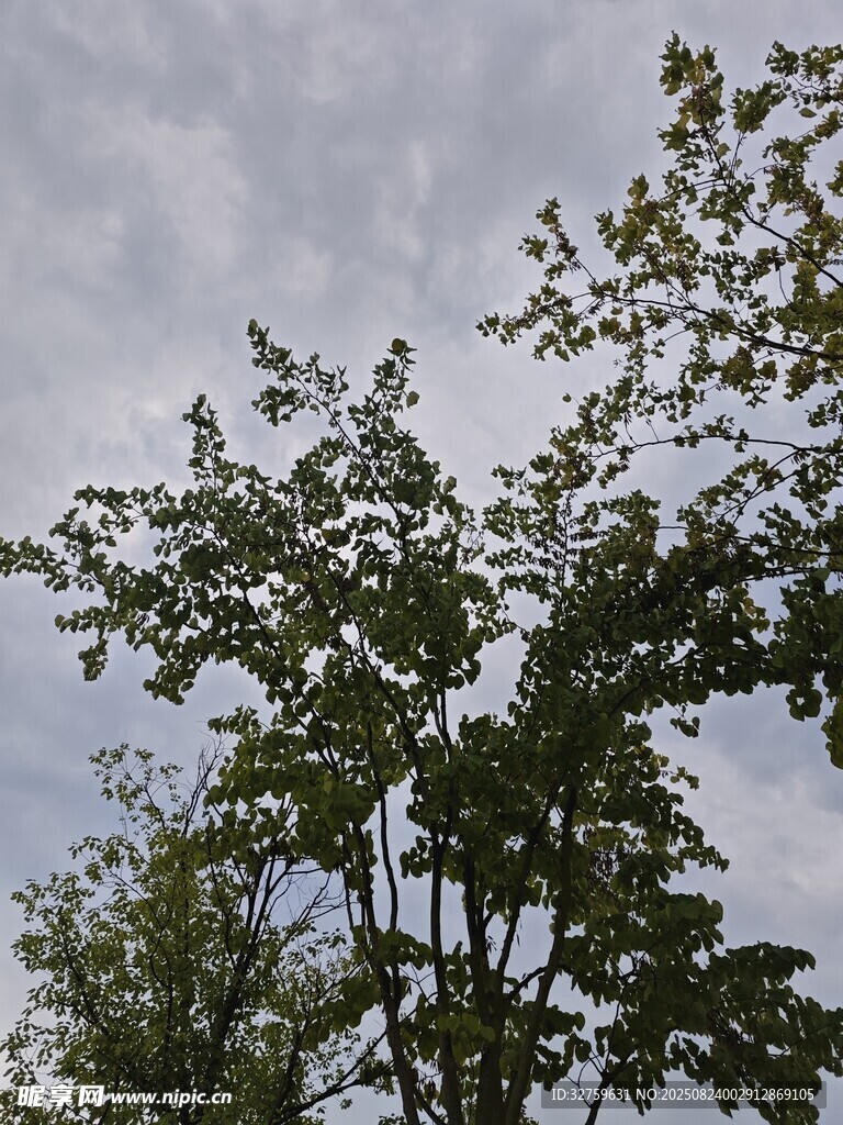 天空下的繁茂树木