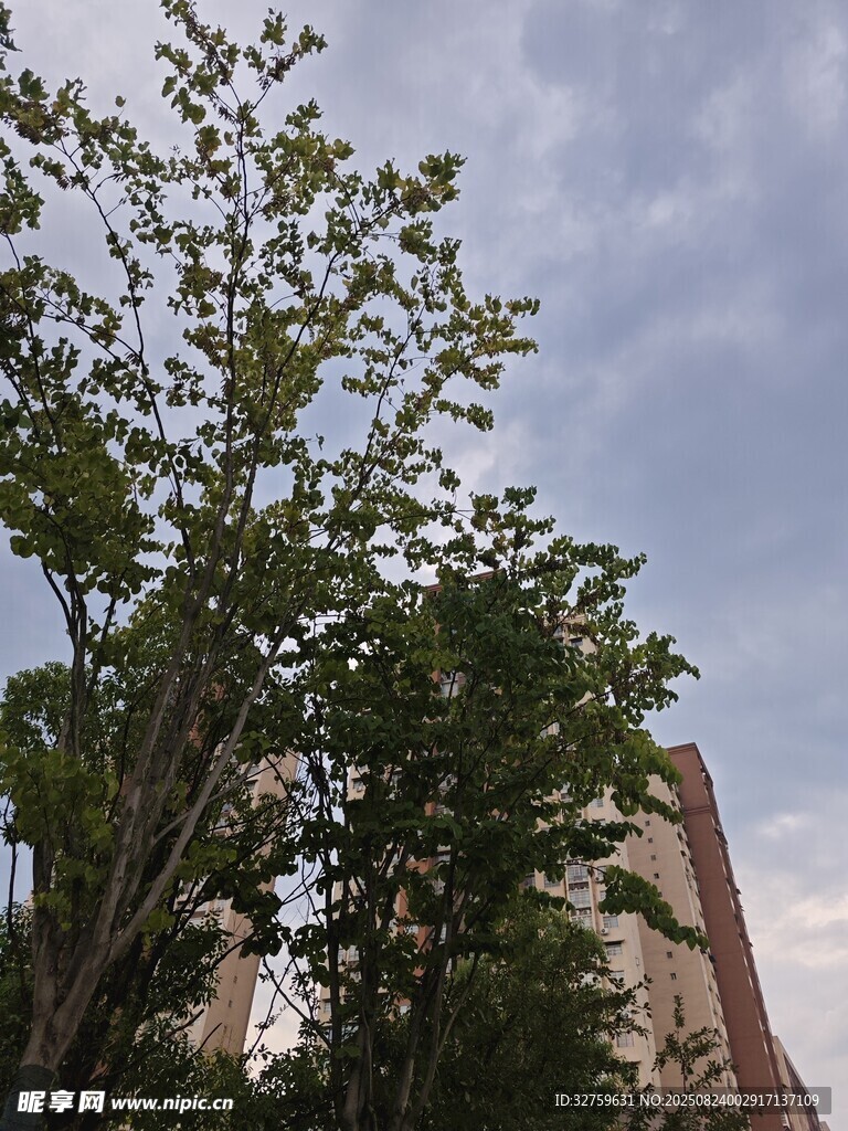 绿树映衬下的城市建筑