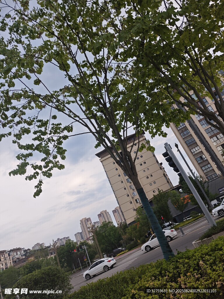 城市绿树旁的高楼风景