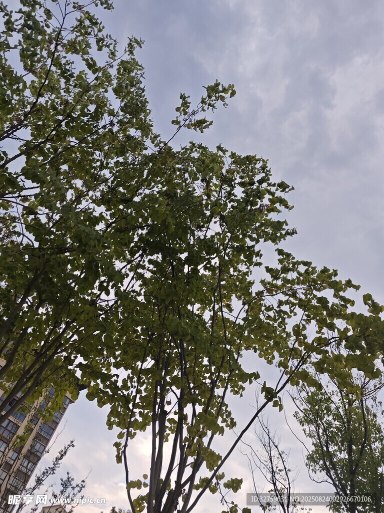 仰观翠绿竹林与天际