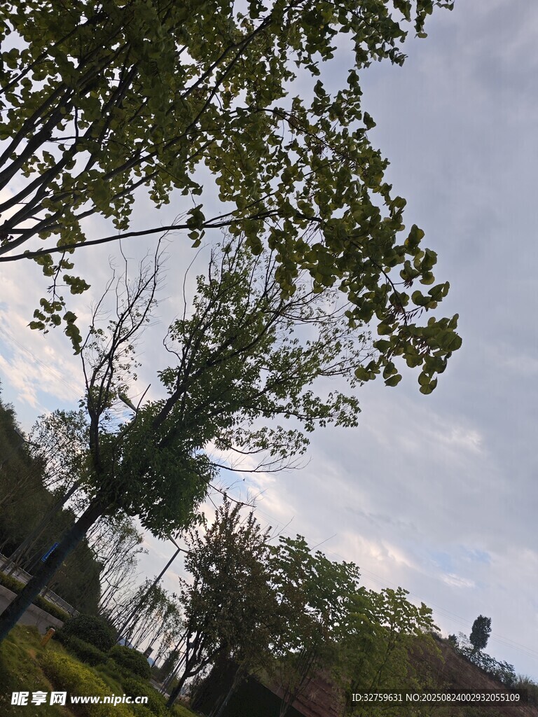 户外树木风景