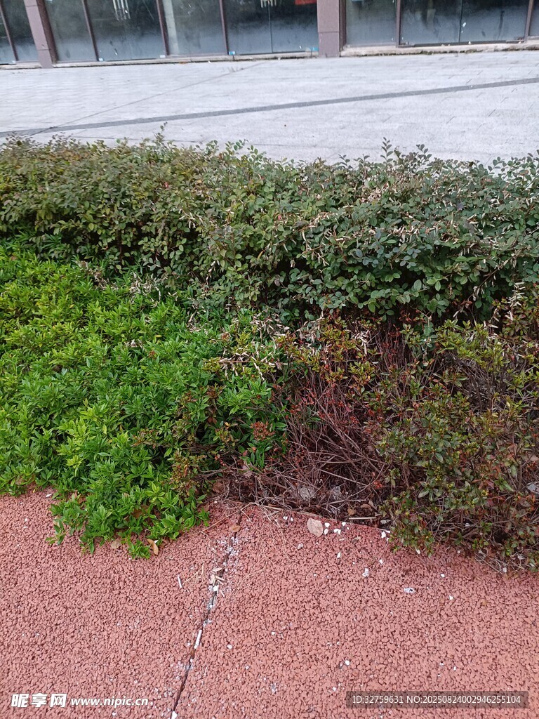 路边绿植与裸露地面景观