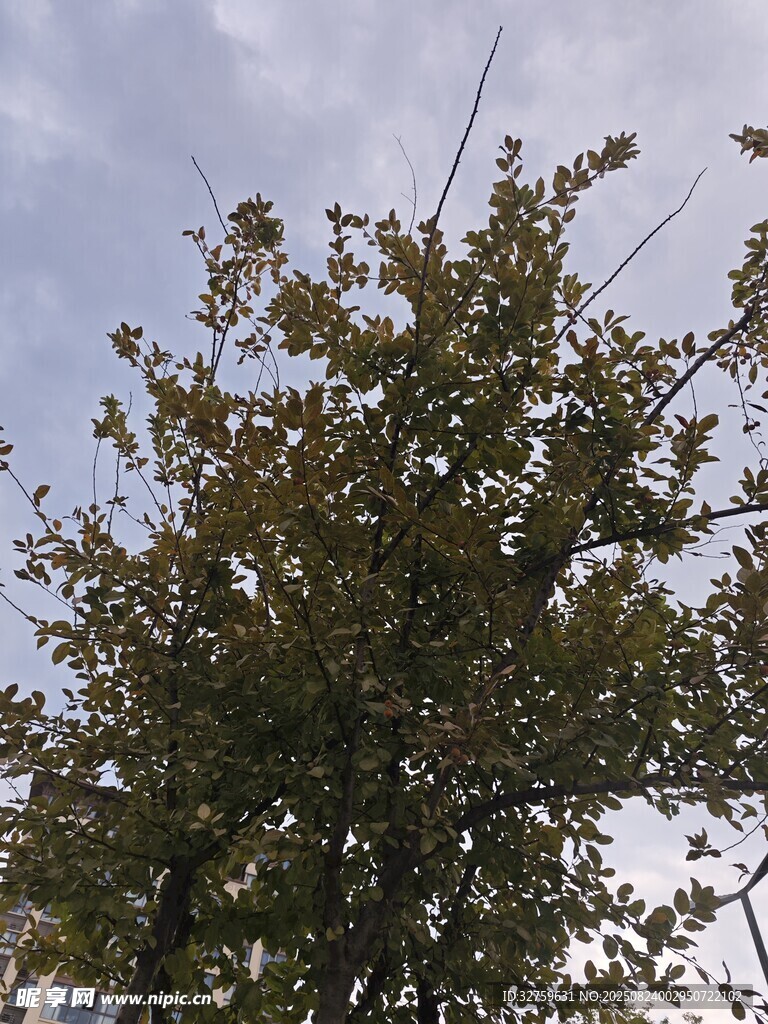 枝头繁花 