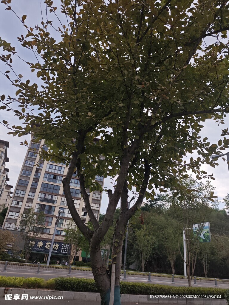 城市中葱郁树木与建筑景观