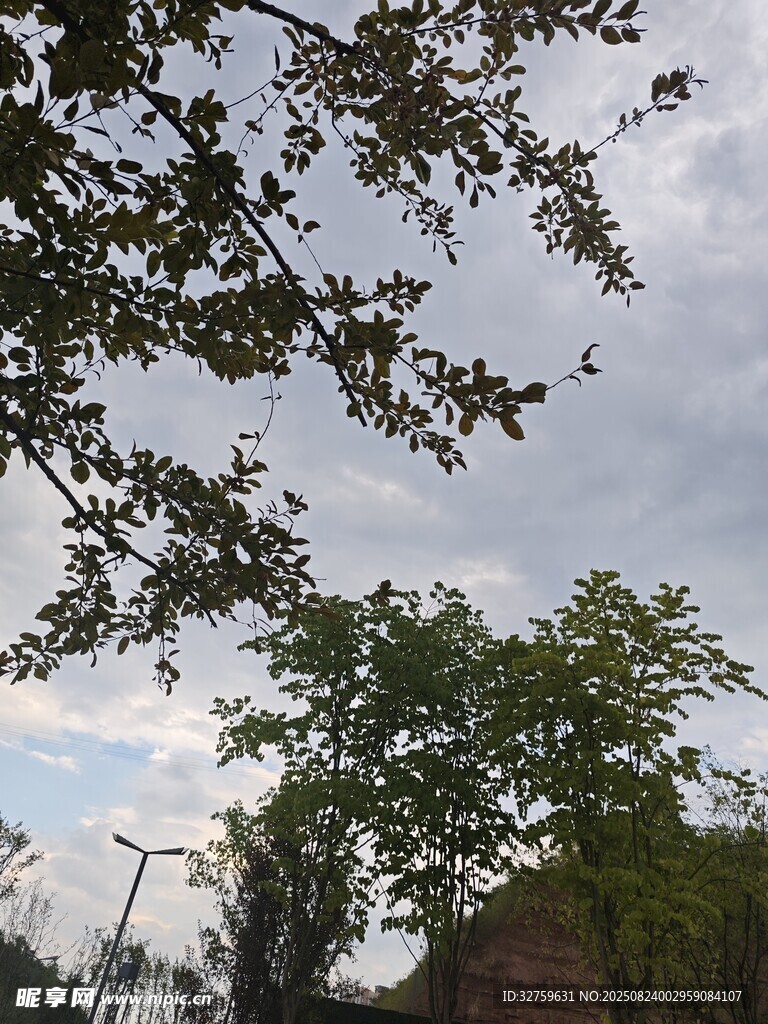 树梢间的天空景色