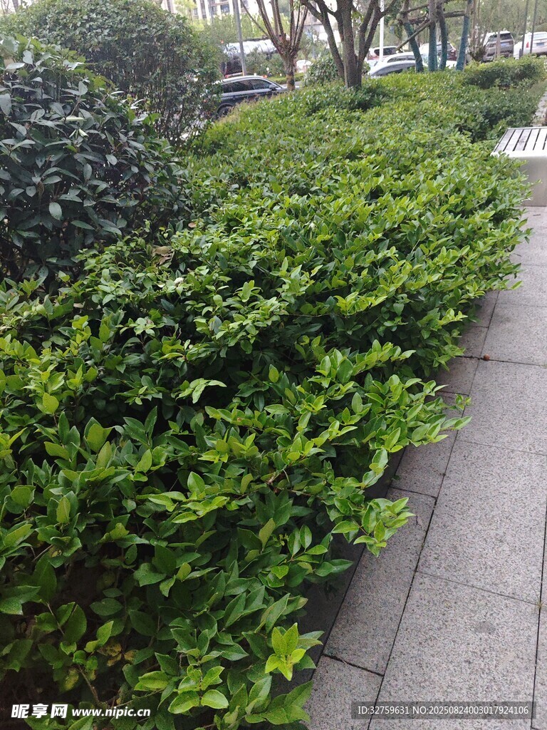 路边翠绿繁茂的灌木丛