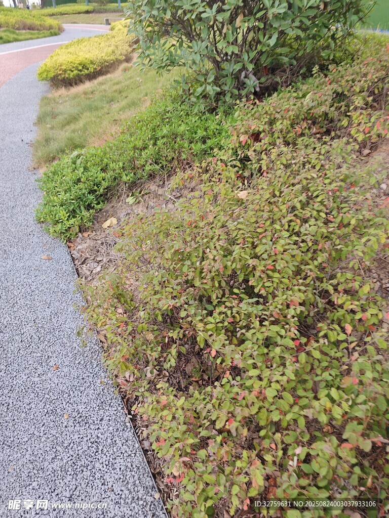 路边绿植景观