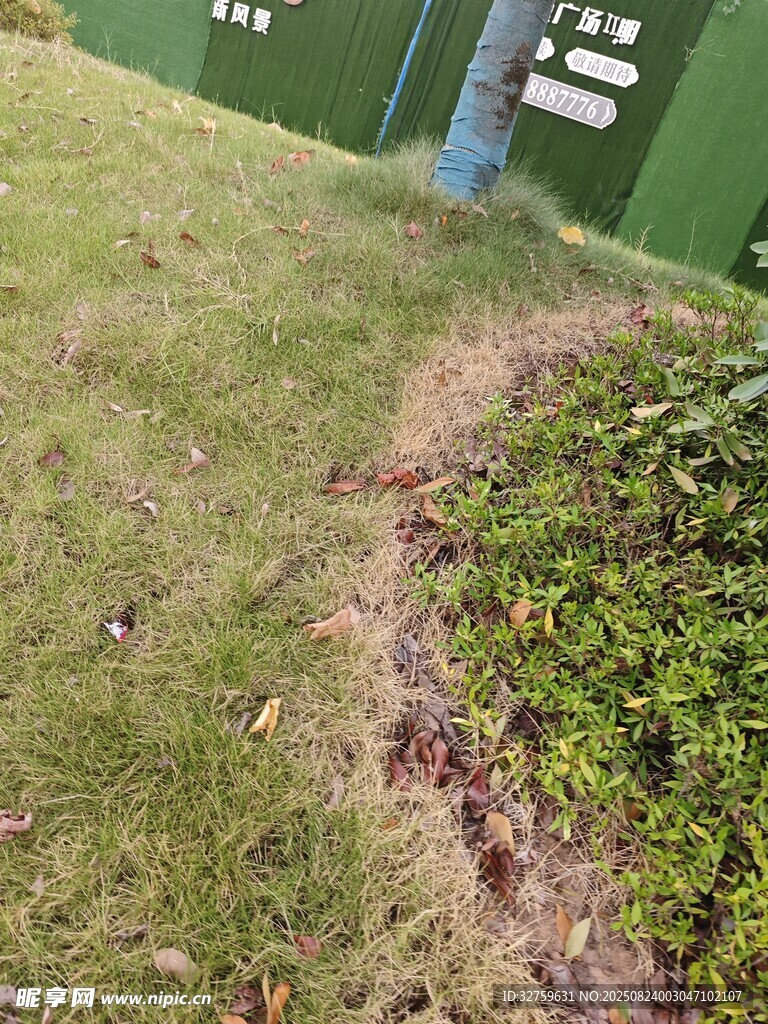 户外草地绿植场景