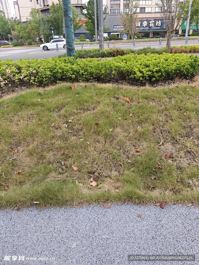路边绿化带草地景观