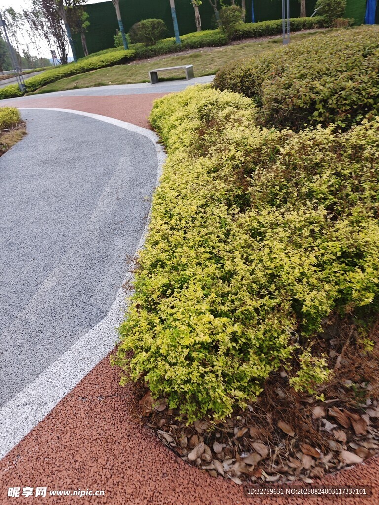 公园蜿蜒小径旁的绿植景观