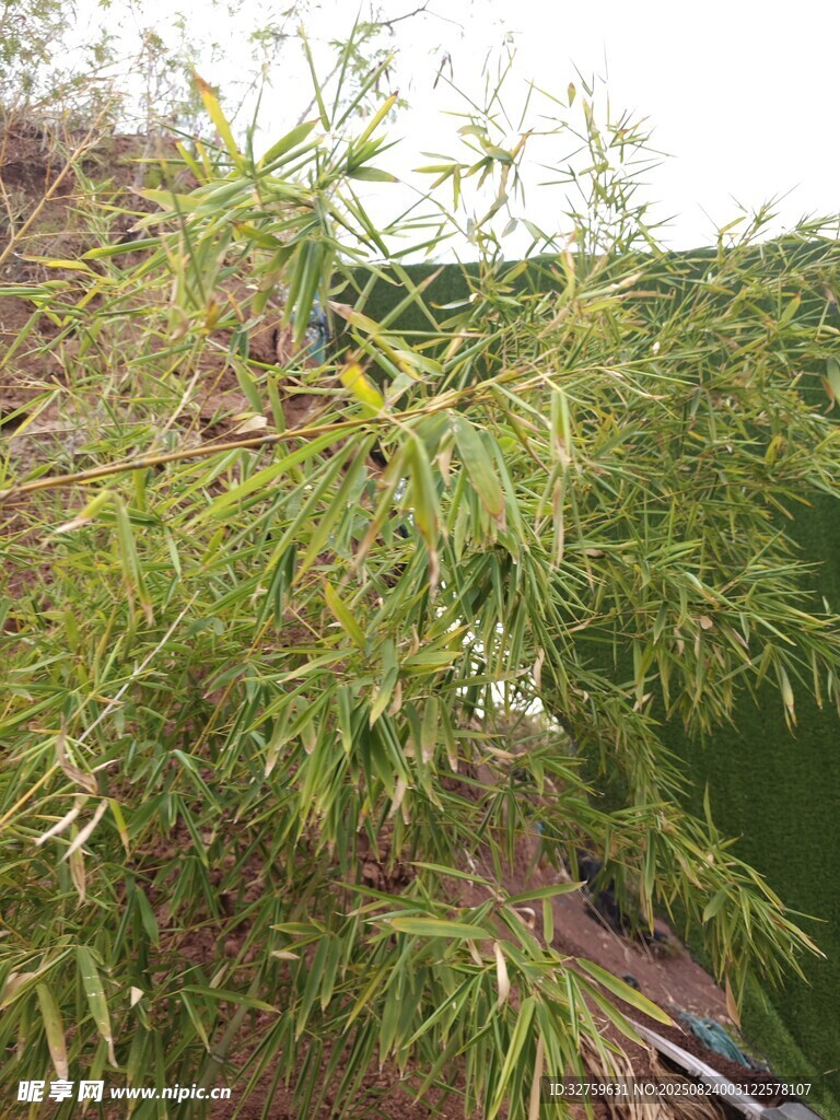 枝头翠鸟栖于葱郁植物间