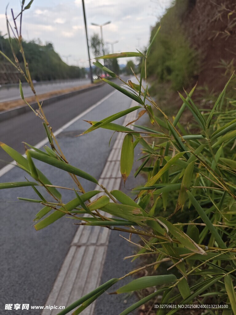 路边绿植与延伸的公路