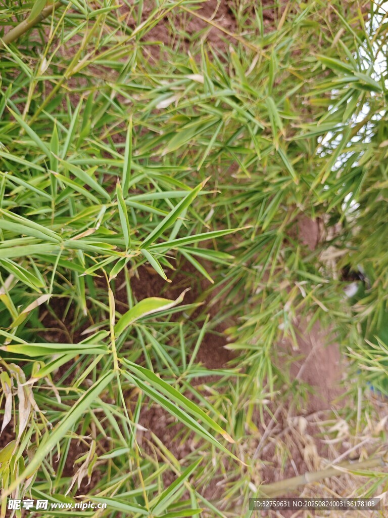 翠绿繁茂的丛生植物
