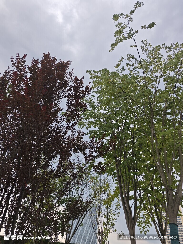 城市中多彩树木景观