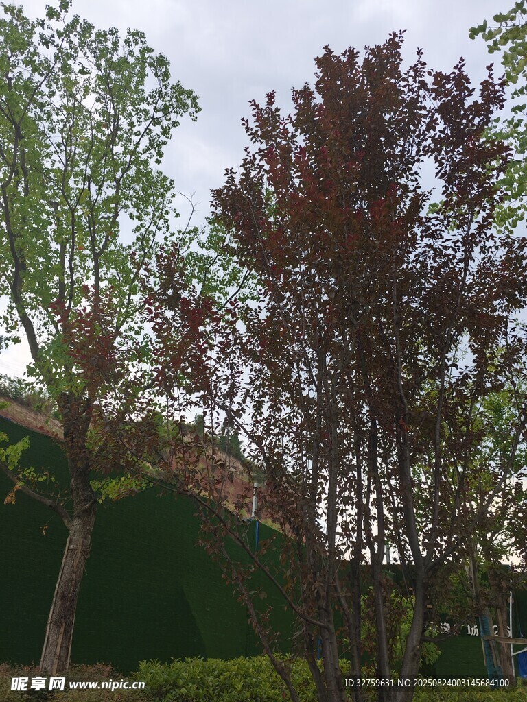 户外多彩树木景观