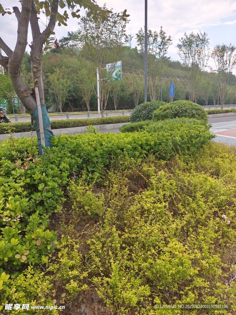 路边绿植景观