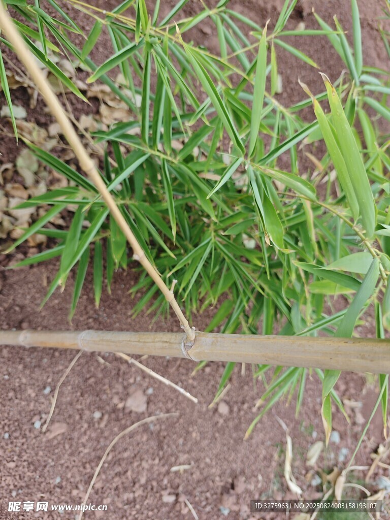 嫩绿竹子苗生长于泥土间