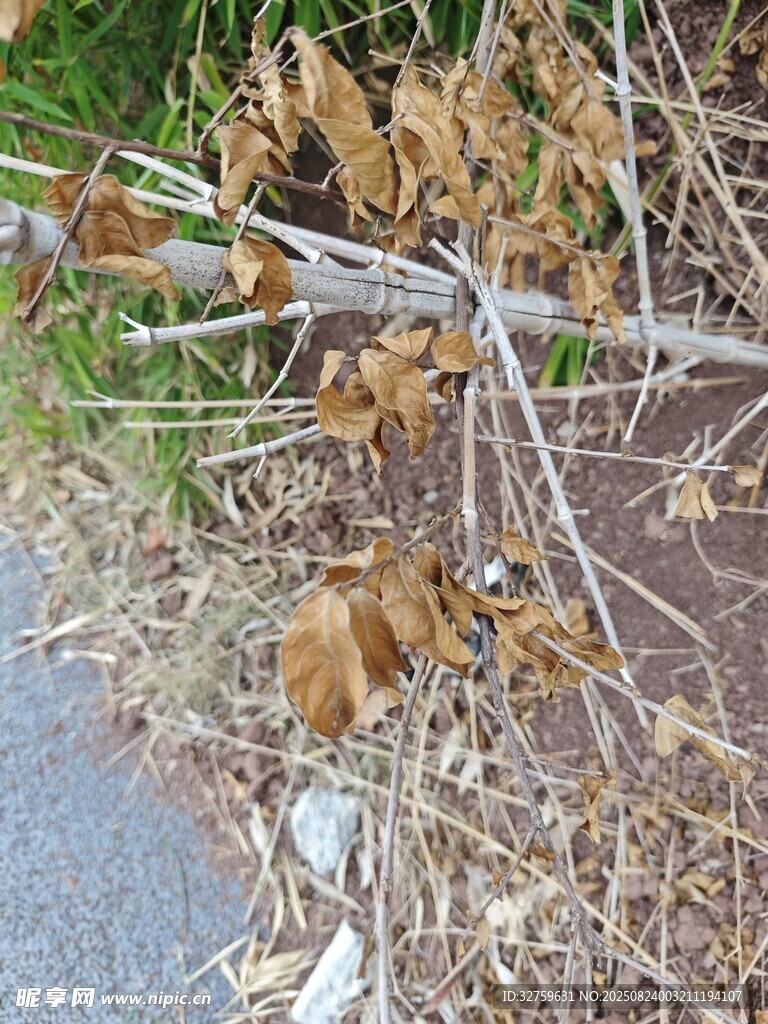 路边枯黄落叶景象