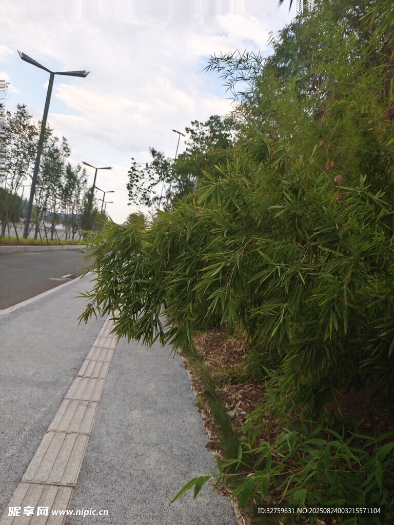 路边绿植与步道景象