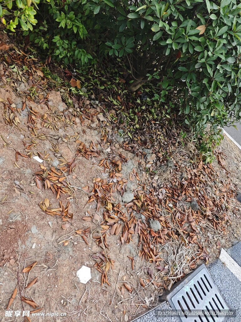 地面落叶与绿植旁排水口