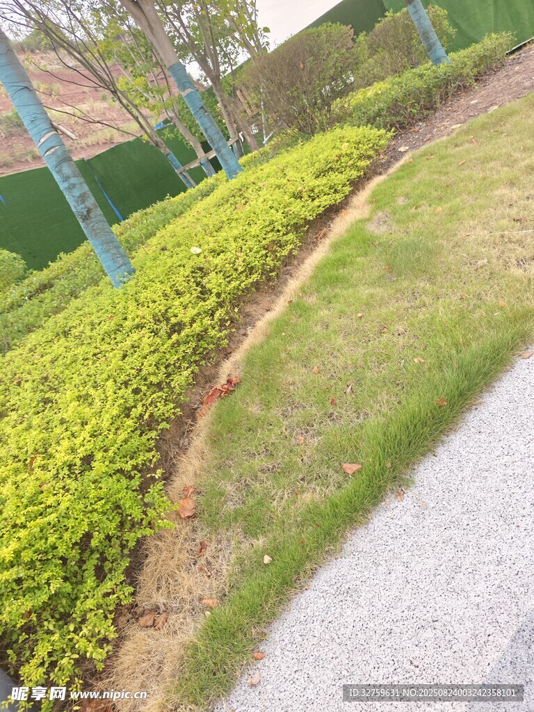 路边翠绿繁茂的绿植景观