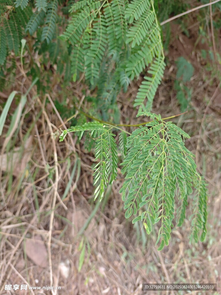 地面上的绿色蕨类植物