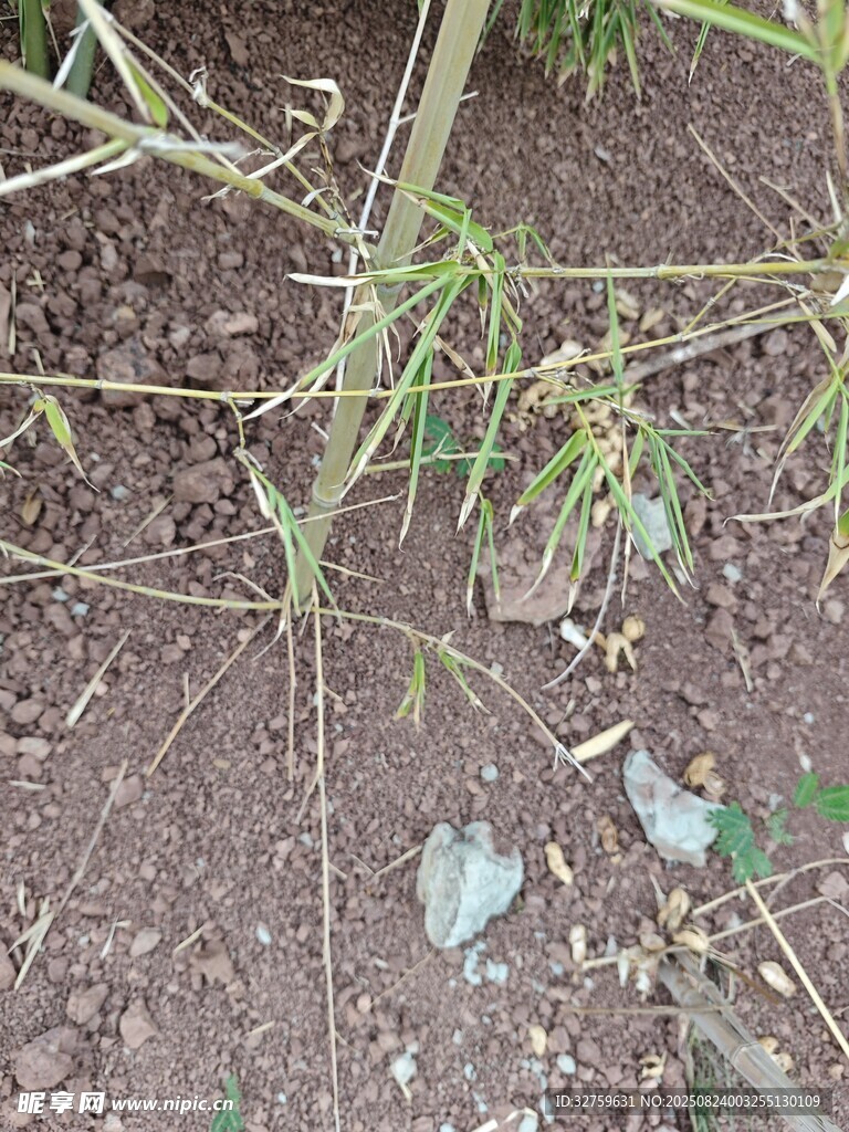 竹林中的散落垃圾