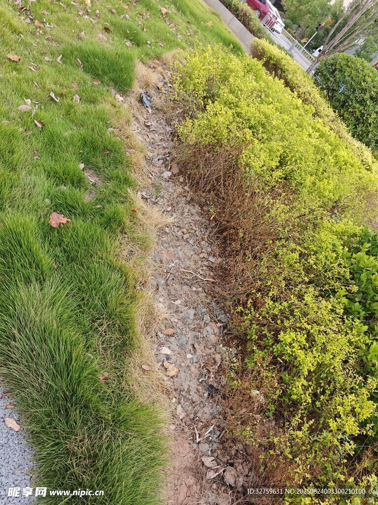 路边草地中的泥土小径