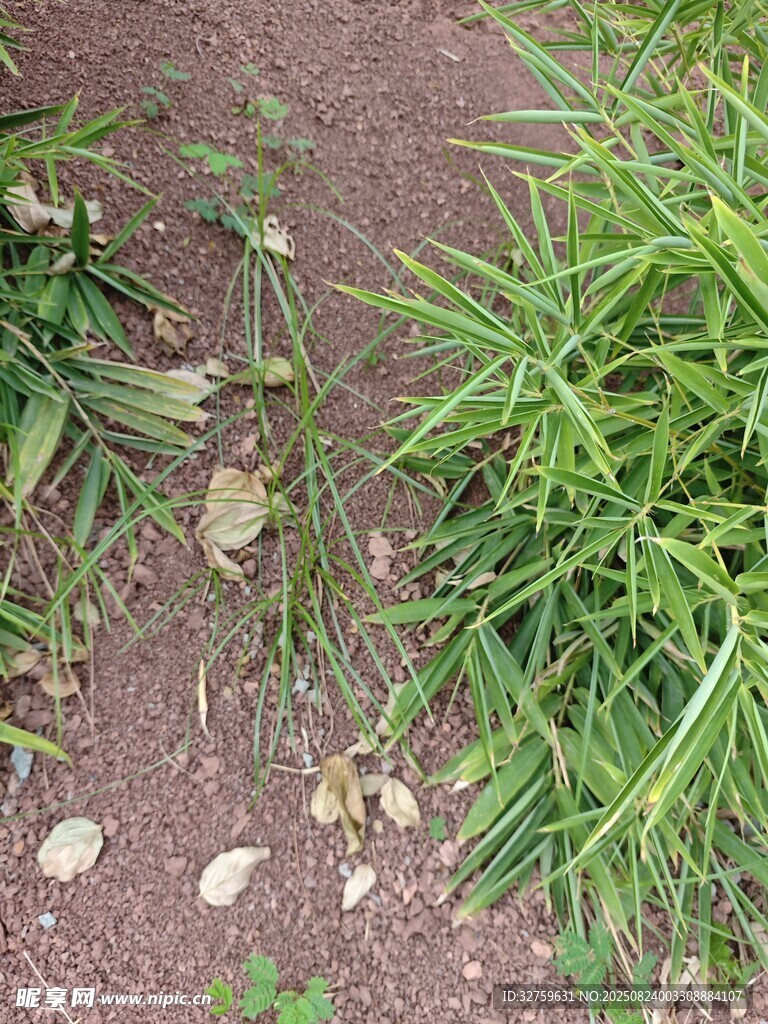 地面上的嫩绿草丛