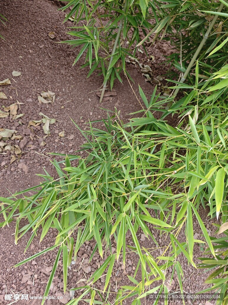 嫩绿草丛 