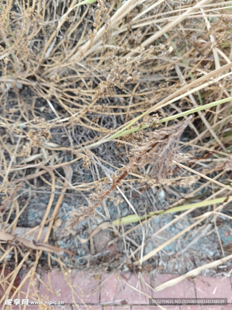 地面上的干枯杂草