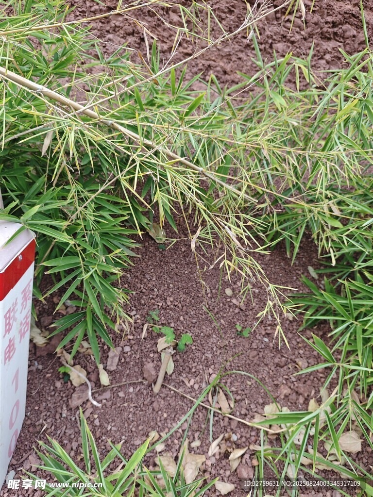 路边杂草与警示标识