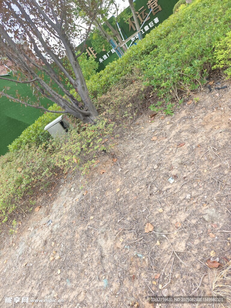 户外草地旁的树木景观