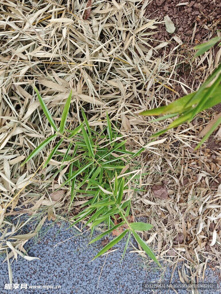 地面干枯与新生杂草