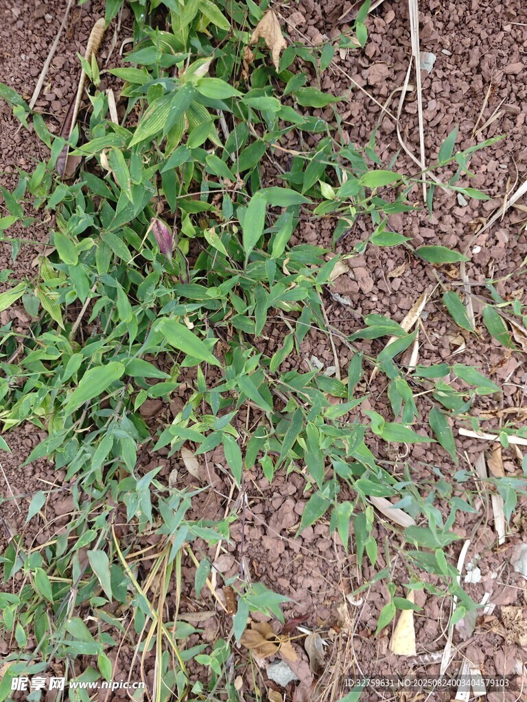 地面生长的绿色低矮植物