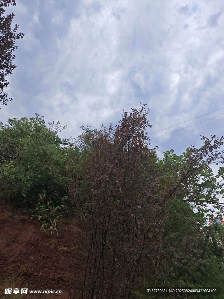 山林间的天空与繁茂植被