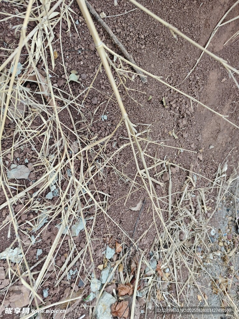 地面上杂乱的干枯植物根茎