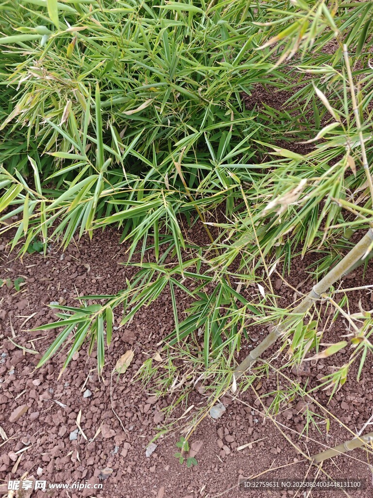 野外生长的绿色草本植物