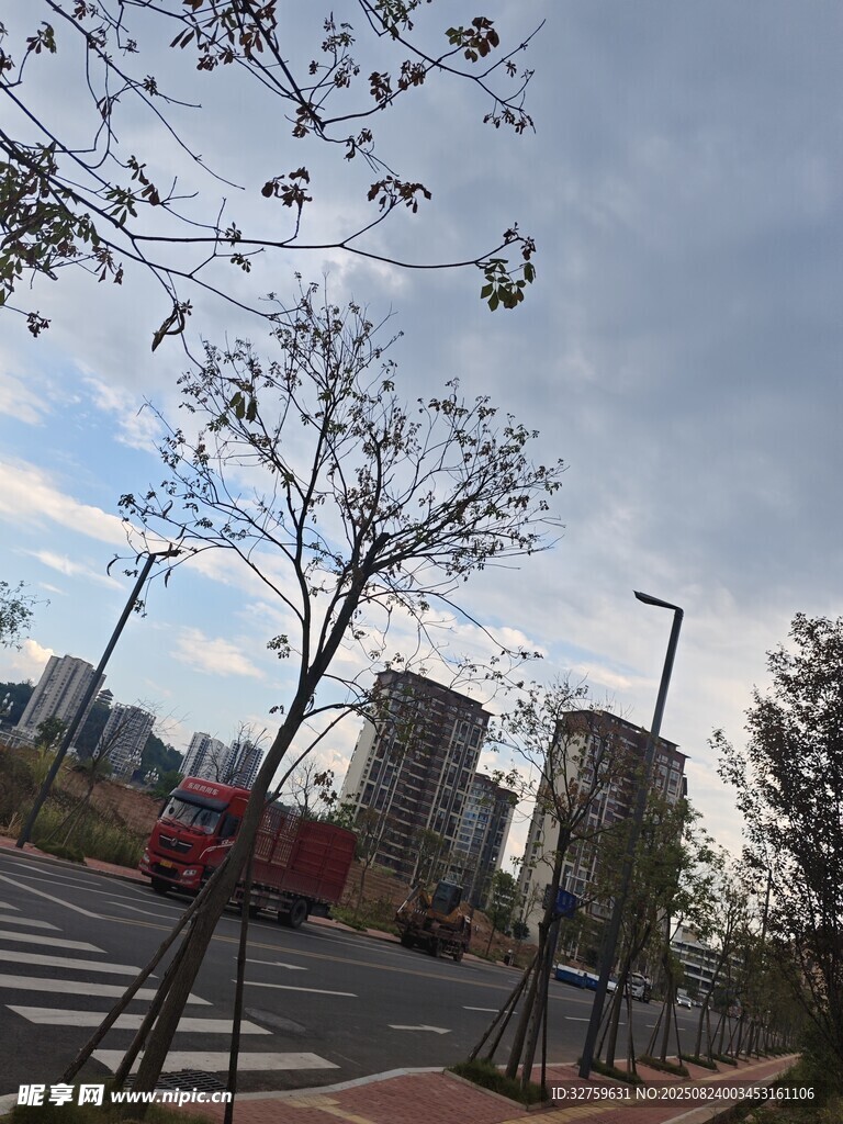 城市街景中的树木与建筑